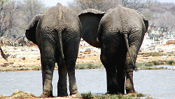 Afrika Elefanten